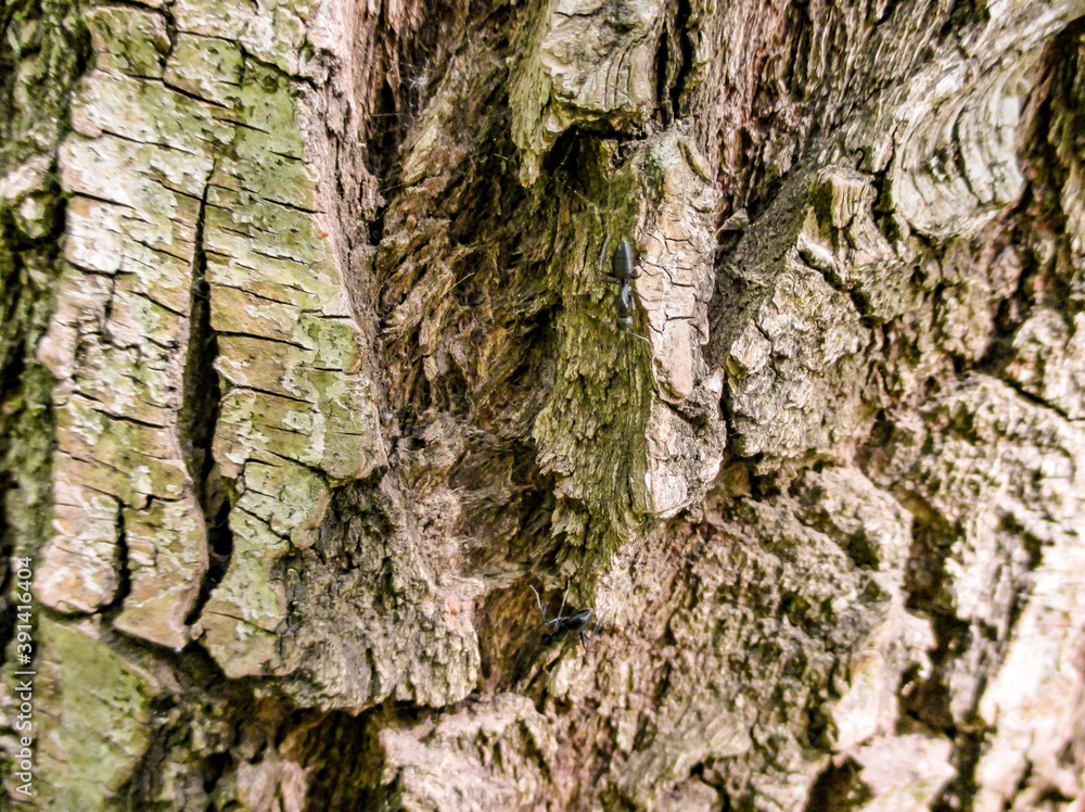 CORTESA ARBOL TREE TEXTURA CORTESA ARBOL TREE TEXTURA