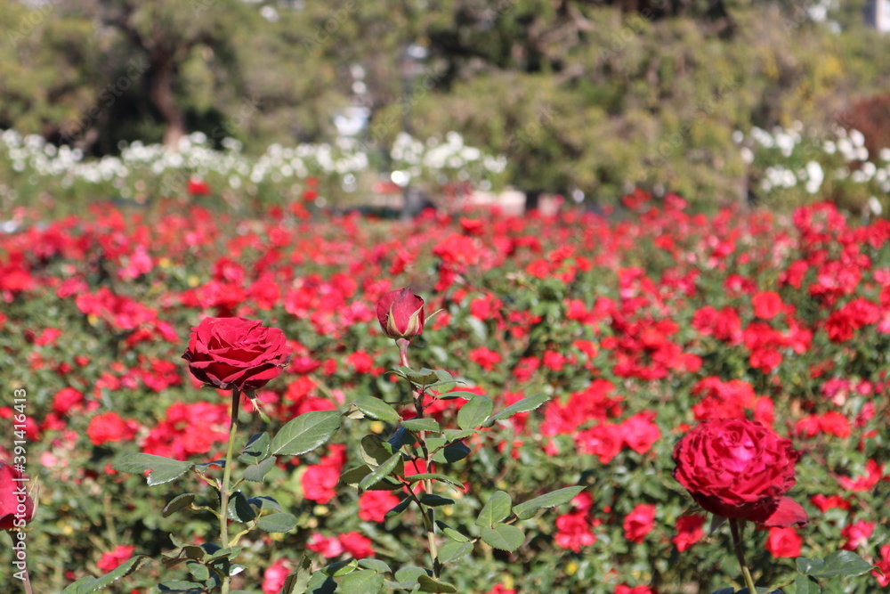 field of red roses