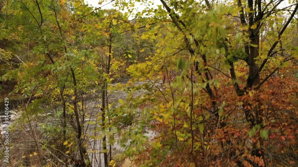 A low angle shot of the fall foliage in upstate NY. The camera boom up to the treetops with a river in a picture perfect scenery. The beautiful autumn landscape brightens the cloudy sky of the day. A low angle shot of the fall foliage in upstate NY. The camera boom up to the treetops with a river in a picture perfect scenery. The beautiful autumn landscape brightens the cloudy sky of the day.