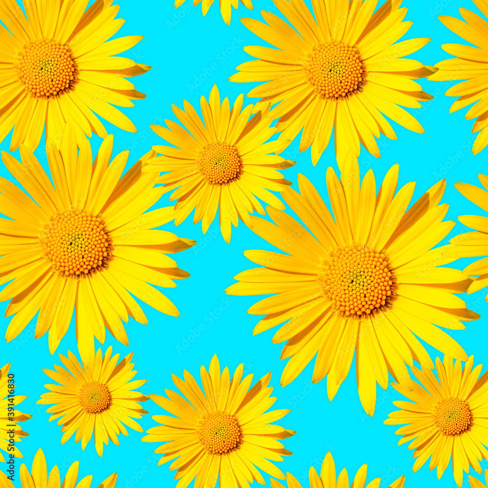 seamless pattern from yellow daisy flower heads on blue background seamless pattern from yellow daisy flower heads on blue background