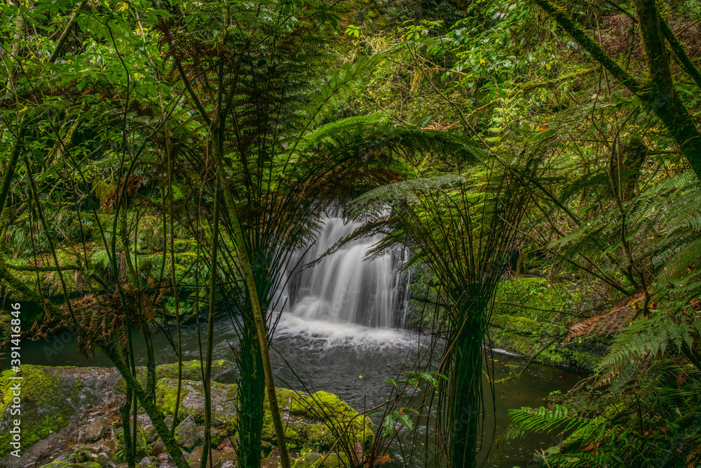 Obraz premium Beautiful remote Catlins waterfall deep in thick lush green native rain forest and tall punga fern trees