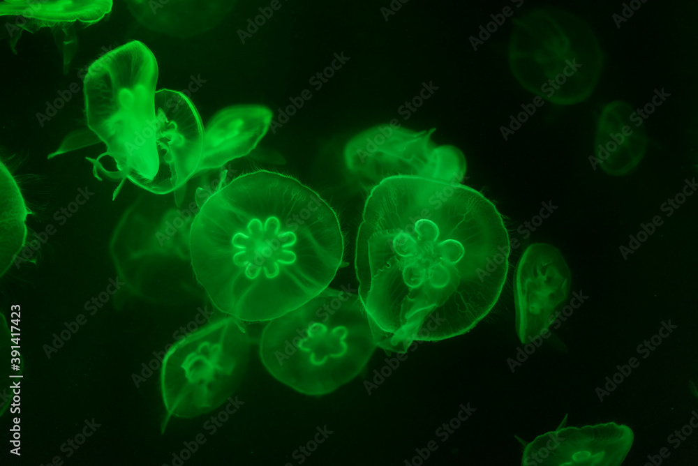 Jellyfish Jellyfish