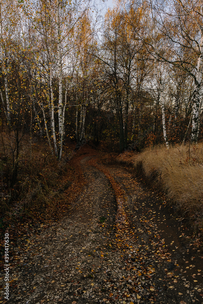 path in autumn forest path in autumn forest