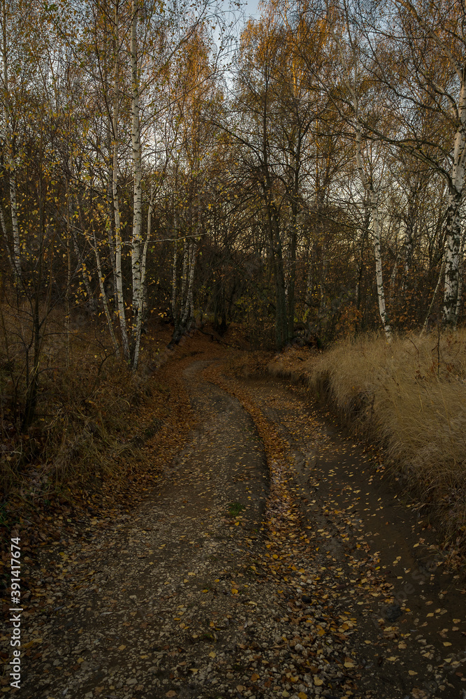 path in autumn forest