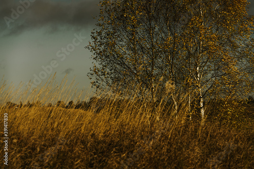 sunset in the field