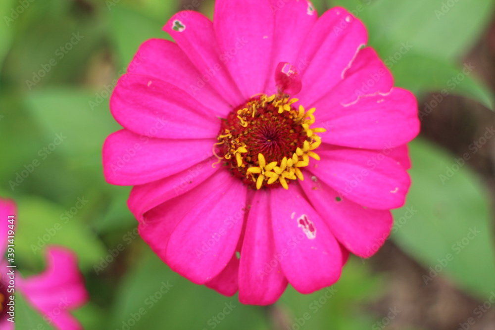 pink flower,nature,garden,summer,plant