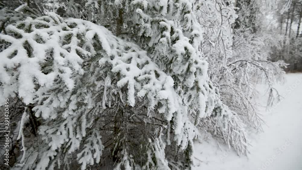 The branches of a white spruce are covered with ice and snow and move slowly in a light wind. The cold scene has a monochrome appearance.
The branches of a white spruce are covered with ice and snow and move slowly in a light wind. The cold scene has a monochrome appearance.