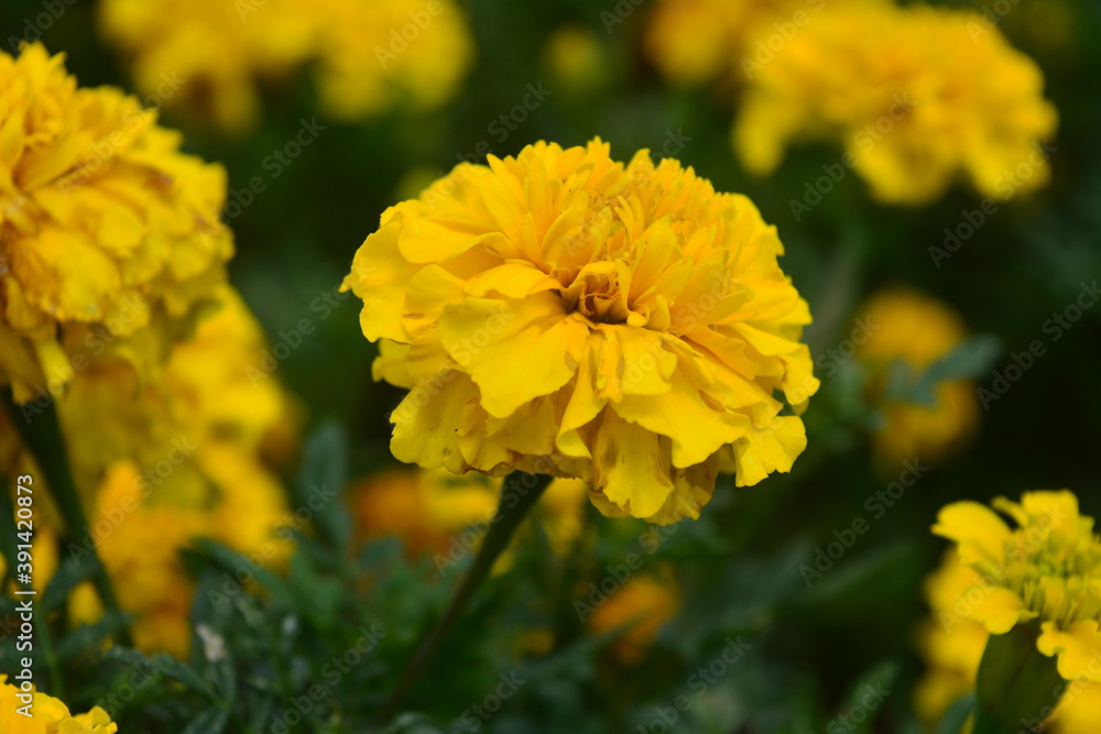 beautiful yellow flower image fit for background or wallpaper beautiful yellow flower image fit for background or wallpaper