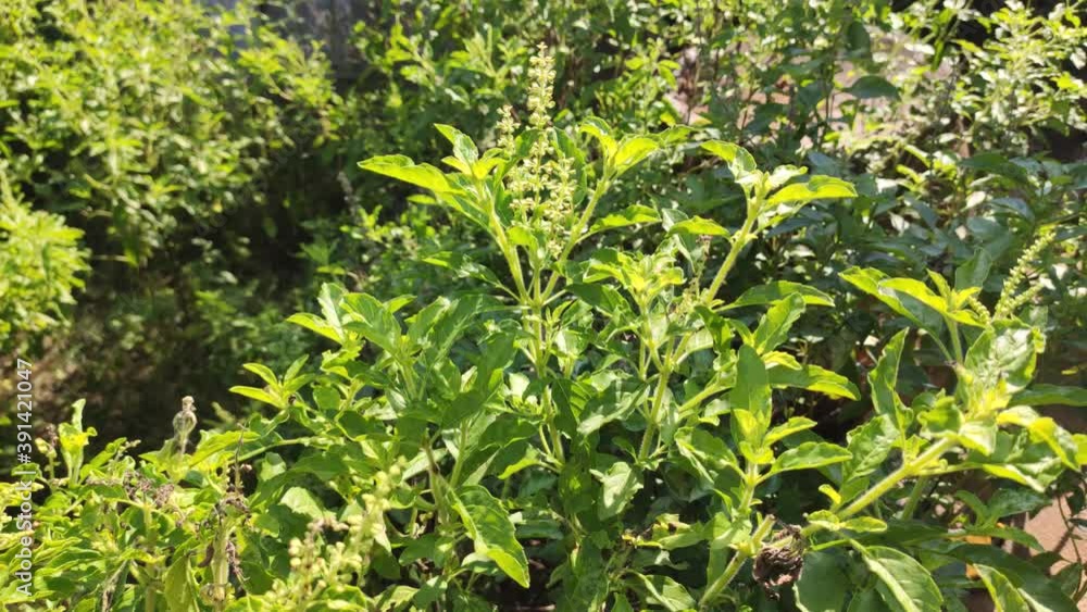 "kaphrao" Thai basil or sweet basil (scientific name Ocimum basilicum