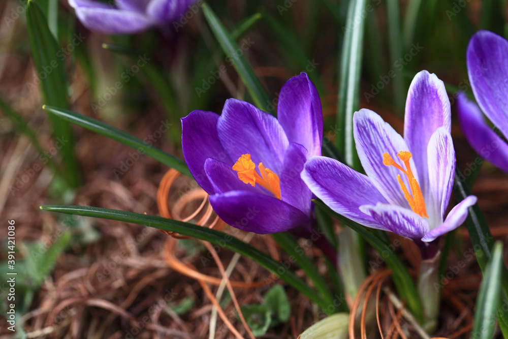 Crocus (plural: crocuses or croci) is a genus of flowering plants in the iris family. Flowers close-up on a blurred natural background. The first spring flower in the home garden Crocus (plural: crocuses or croci) is a genus of flowering plants in the iris family. Flowers close-up on a blurred natural background. The first spring flower in the home garden