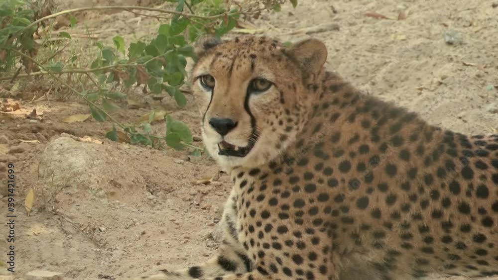 Asiatic Cheetah Resting On The Ground At The Safari - medium shot Asiatic Cheetah Resting On The Ground At The Safari - medium shot