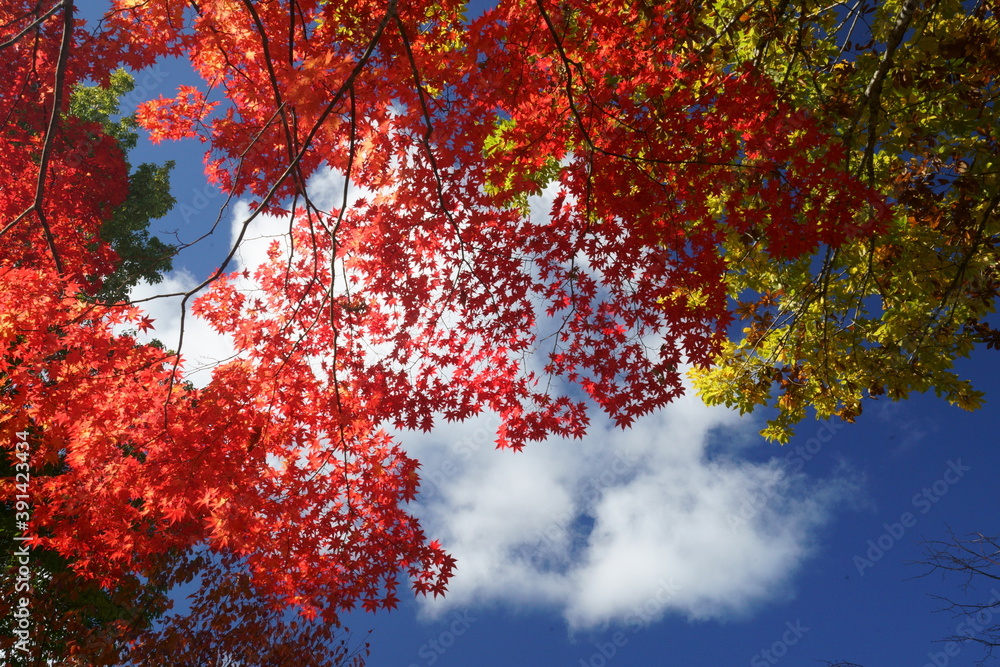 秋のカラフルな楓の紅葉
