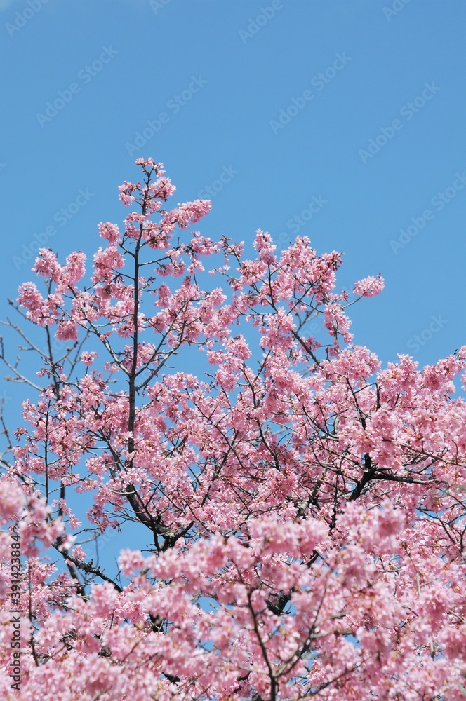 ３月頃に咲く早咲の一種でオカメ桜という桜です
