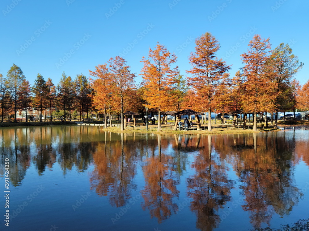 the trees of Metasequoia by the lake and the shadows reflected in the water. the trees of Metasequoia by the lake and the shadows reflected in the water.