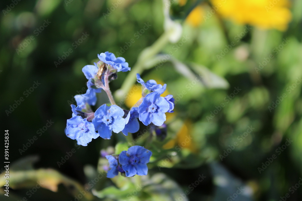 Tiny blue annual flowers still bloom in autumn sunlight Tiny blue annual flowers still bloom in autumn sunlight