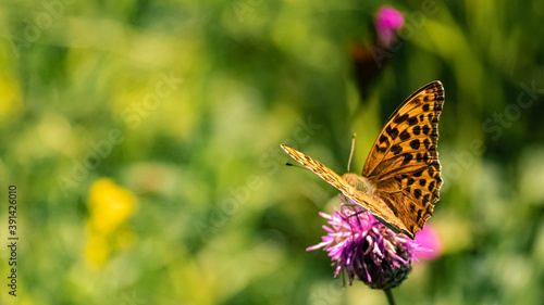 Macro of a beautiful fritillary butterfly on a flower