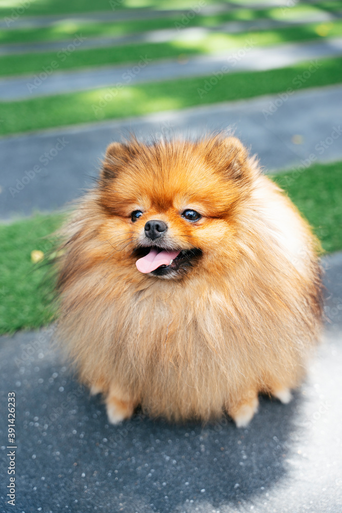 Dog pomeranian spitz stick tongue out. Dog pomeranian spitz stick tongue out.