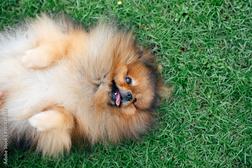 Top view - pomeranian spitz dog lying on green meadow. Top view - pomeranian spitz dog lying on green meadow.