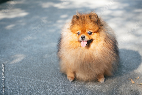 Pomeranian spitz dog walking in the park.