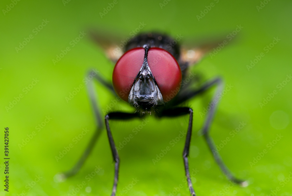 Macro Photo of Black Blowfly on Green Leaf Macro Photo of Black Blowfly on Green Leaf