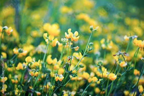 Fotografía Selective focus shot of blooming yellow field flowers