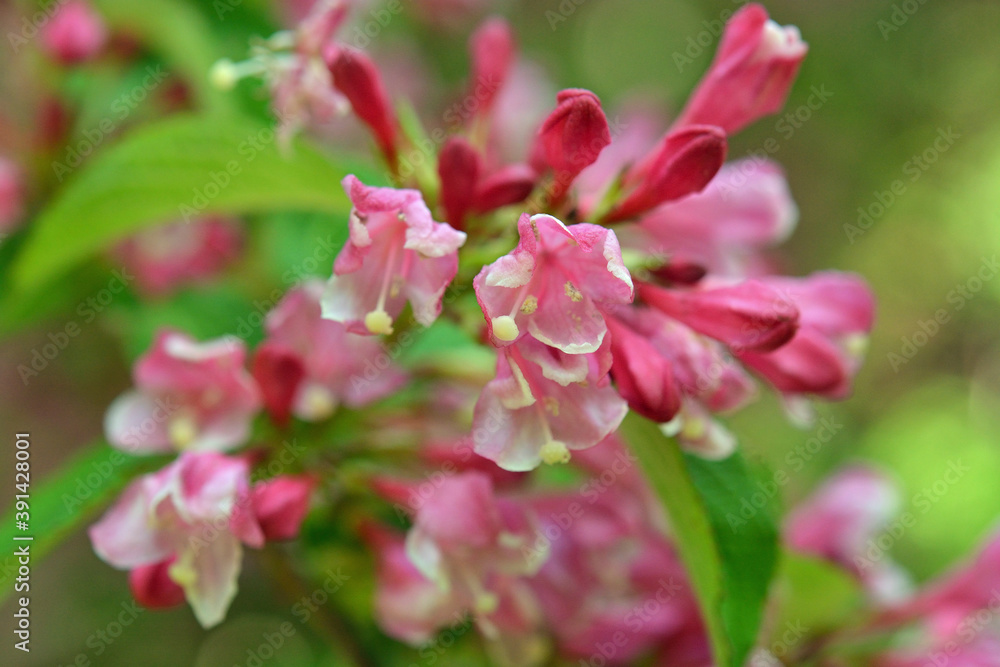 Obraz premium タニウツギ スイカズラ科