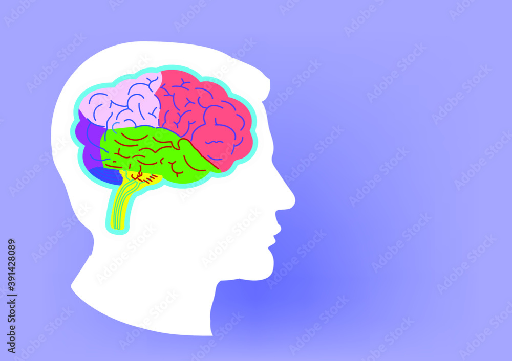 Obraz premium brain schematic raster illustration. Medical science educational illustration. Copy space for your text