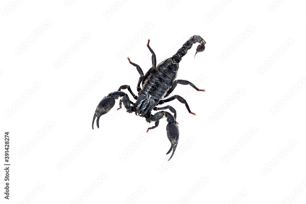 scorpion isolated on white background scorpion isolated on white background