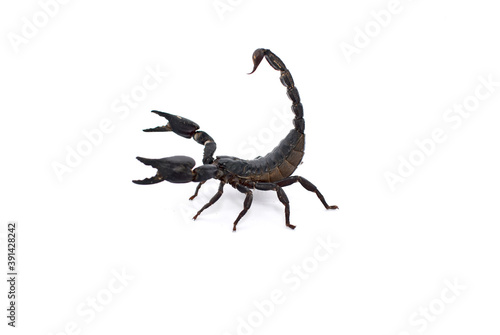 scorpion isolated on white © jan nakhonkae