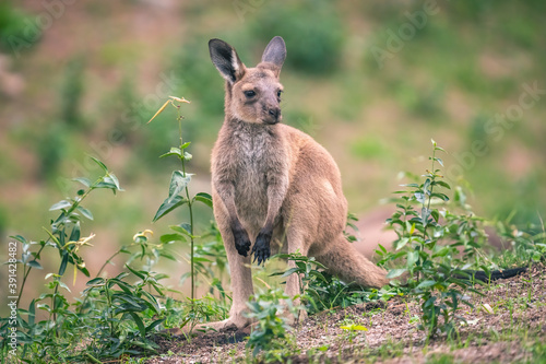 Closeup shot of joey kangaroo on a grassy ground