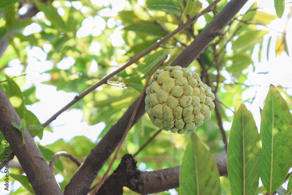 Indonesian srikaya fruit Indonesian srikaya fruit