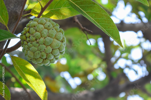 Indonesian srikaya fruit photo