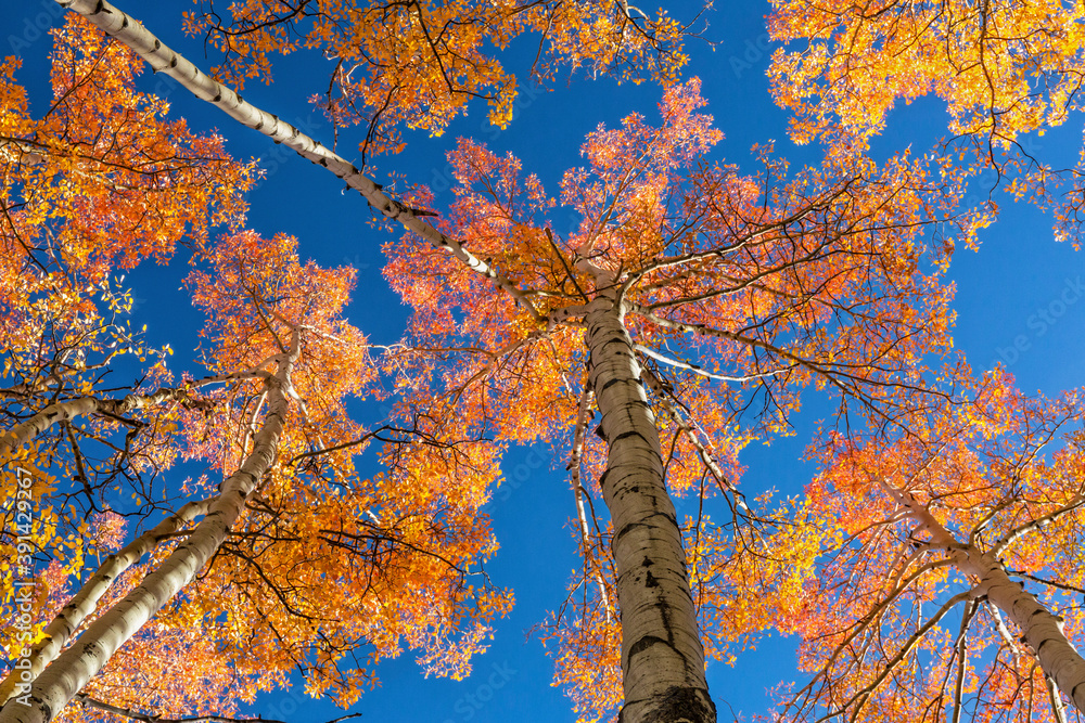 Fototapeta premium Colorful Aspen Treetops