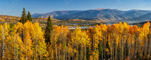 Frisco Bay Aspen Forest Panorama