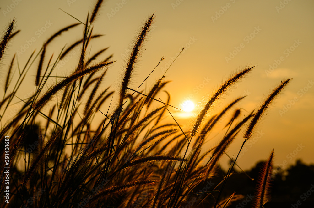 sunset in the field sunset in the field