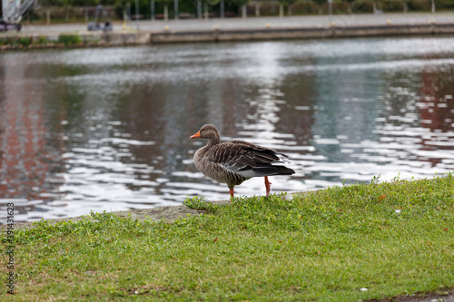 Egyptian goose near to the river