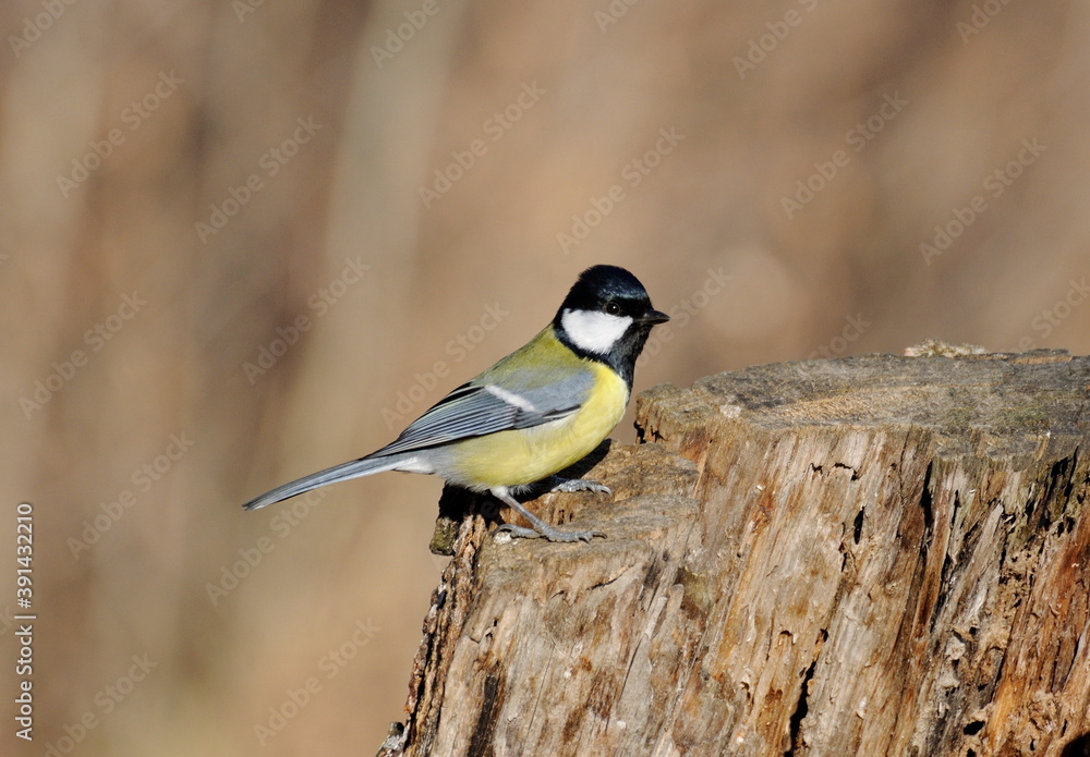 Obraz premium A big tit (Parus major) sits on an old stump on a Sunny autumn morning. Moscow region. Russia.