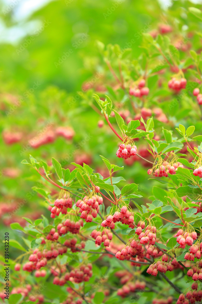 Obraz premium 霧ヶ峰 八島ヶ原湿原 サラサドウダン