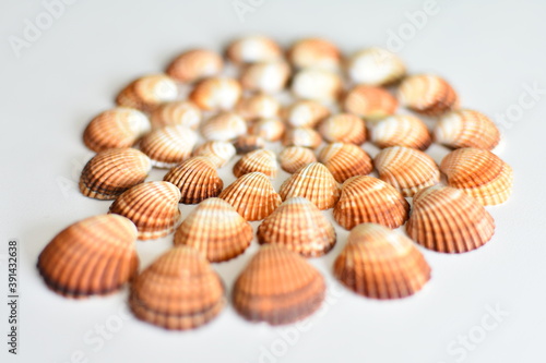 spiral shells lined with brown shells. installation