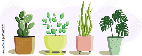 set of ceto in pots. vector illustration in cartoon style photo