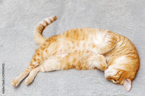 Portrait of red cat lying on the bed. Copyspace.