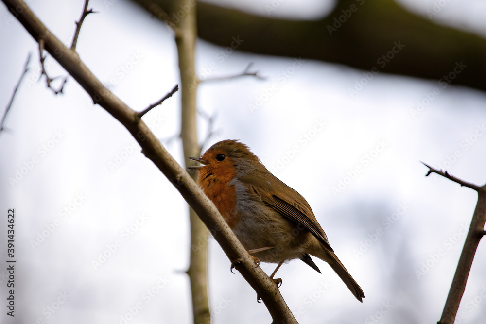 Cheerful Robin redbreast, Erithacus rubecula, on bare branch against light background Cheerful Robin redbreast, Erithacus rubecula, on bare branch against light background