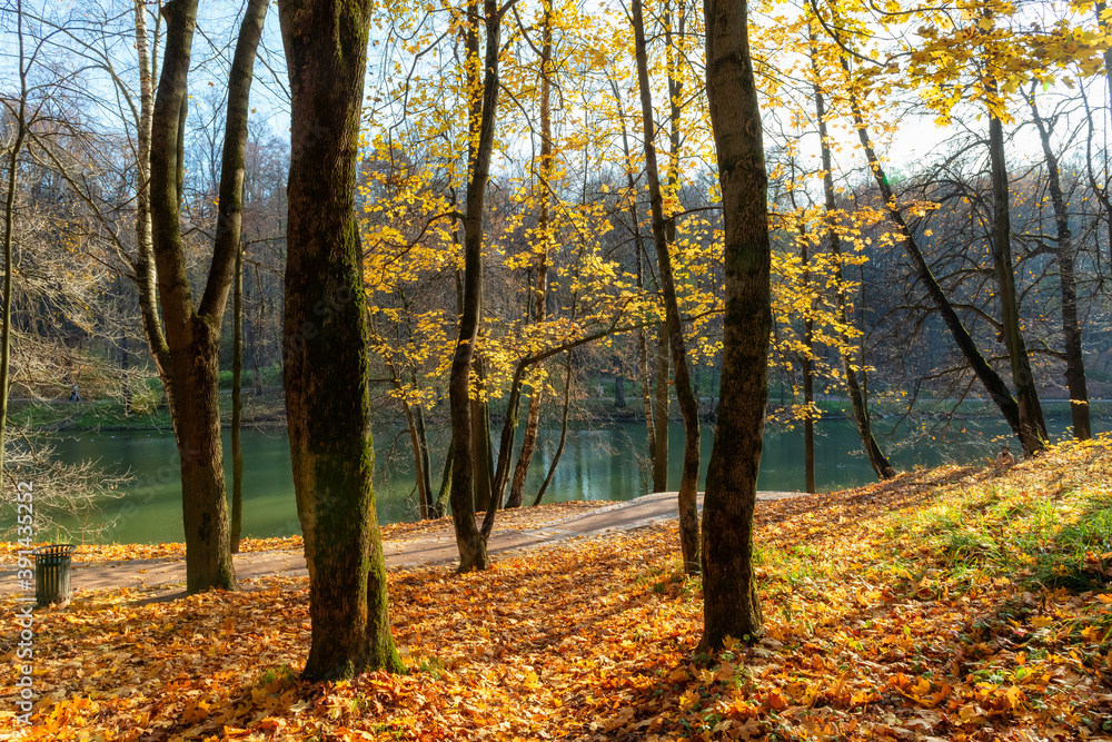 The maple tree trunk in a close-up with colorful foliage in autumn park. Orange leaves of a maple trees in beautiful autumn nature. The maple tree trunk in a close-up with colorful foliage in autumn park. Orange leaves of a maple trees in beautiful autumn nature.