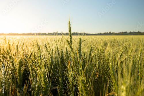 Balay Rice Field