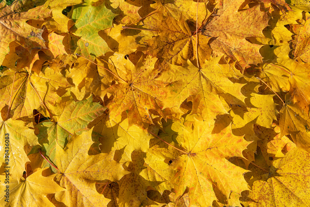 Yellow autumn leaves background. Colorful image of fallen autumn leaves background.