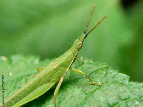 Green grasshopper with a natural background