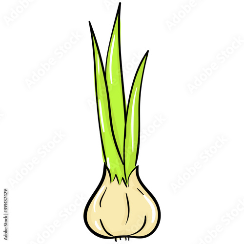Spring Onion  
