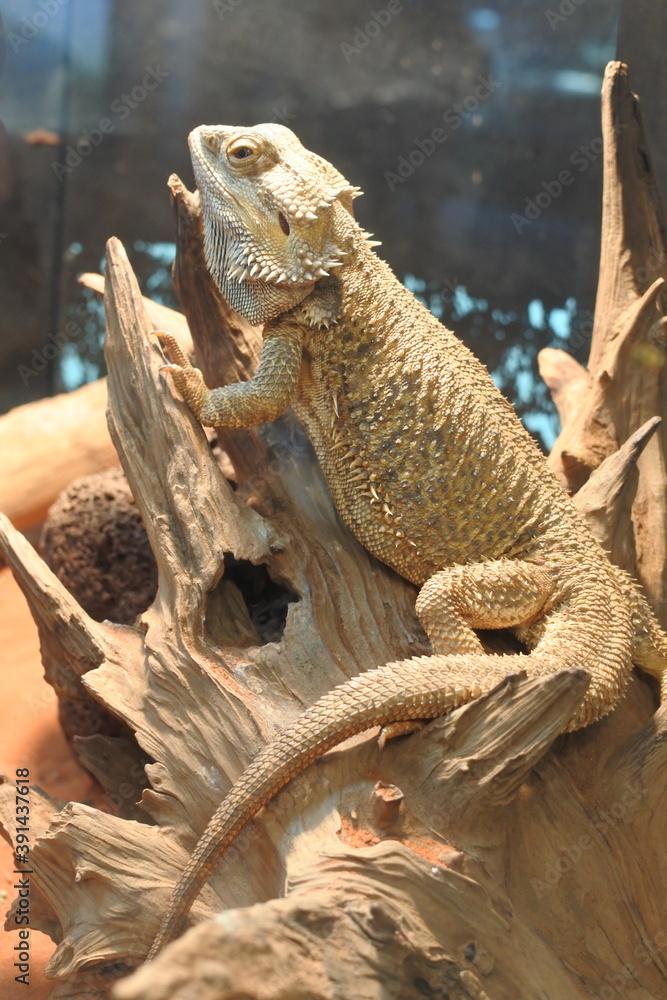 Bearded dragon enjoy sunning on the dead tree trunk. Whole body with its tail.