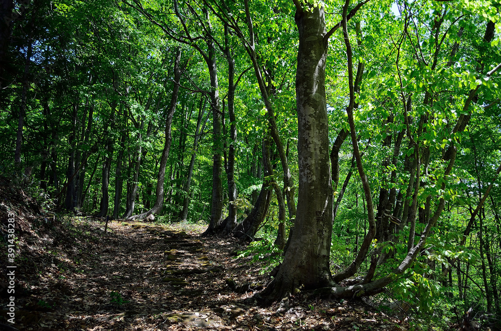 Fototapeta premium 越後米沢街道