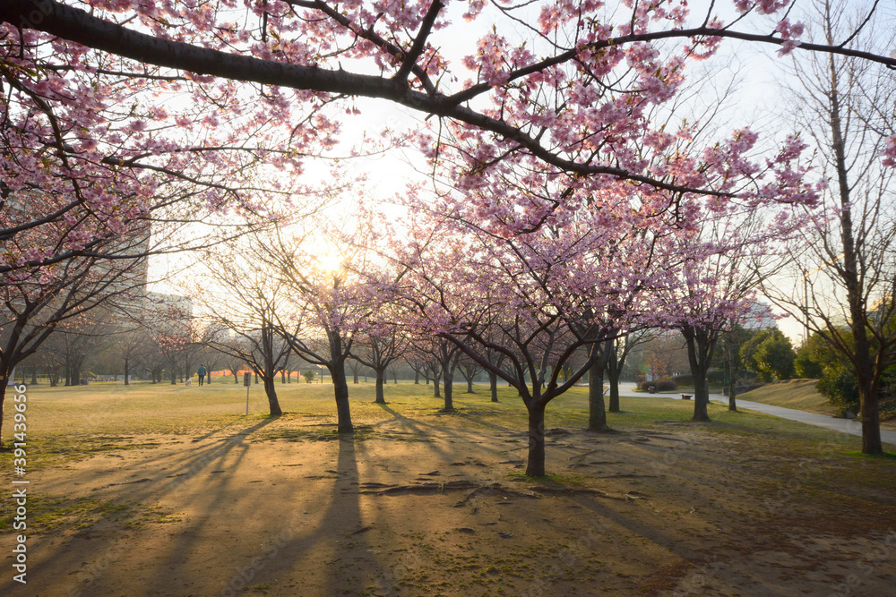 早朝の河津桜